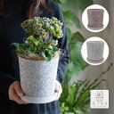 鉢【カリエンポット S ソーサー付き】(デルキ 植木鉢 プランター ガーデニング雑貨 コンテナ 寄せ植え 寄植え 鉢植え 玄関 花 鉢カバー 丸鉢 テラコッタ ...