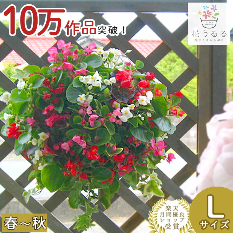 【Lサイズ】ベゴニアのハンギング 寄せ植え Lサイズ MIX 春から晩秋に開花(セット ギフト 花 鉢 寄植え 鉢植え 壁掛け ハンギングバスケット 通販 プレゼント おしゃれ 珍しい 送料無料 苗 玄関 お花 フラワーギフト 母 誕生日 完成品 花苗 プランター