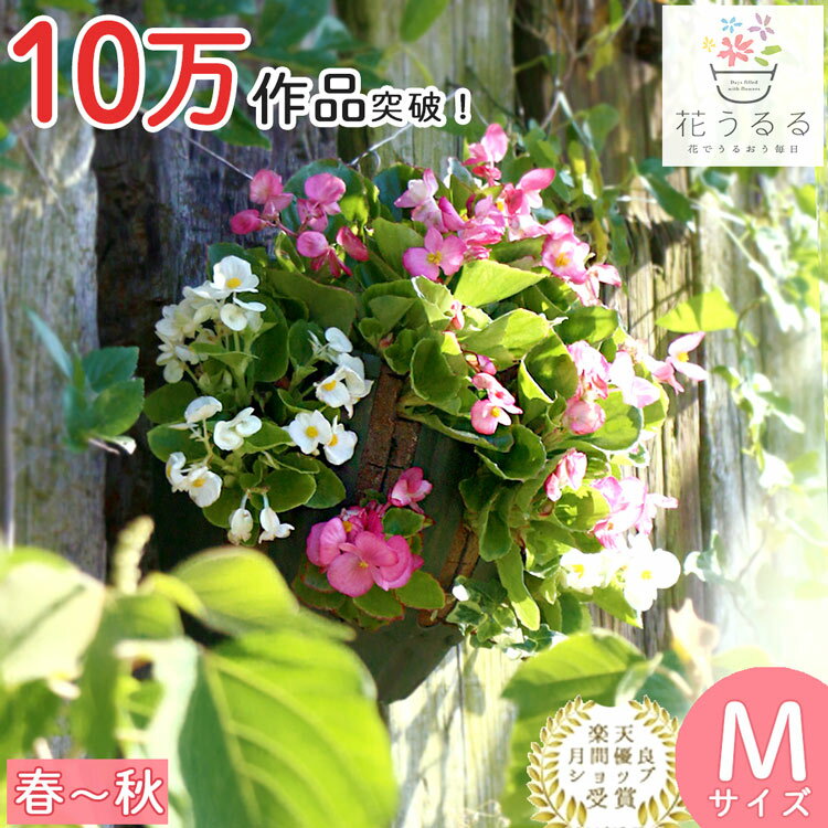 寄せ植え ベゴニアのハンギング 寄せ植え [ピーチ(シンプル]から晩秋に開花(セット ギフト 花 鉢 寄植え 鉢植え 壁掛け ハンギングバスケット 通販 プレゼント おしゃれ 珍しい 送料無料 苗 玄関 お花 フラワーギフト 母 誕生日 完成品 花苗 プランター