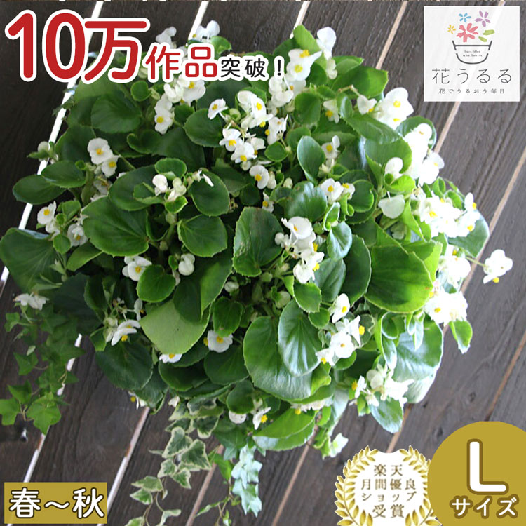 【Lサイズ】ベゴニアのハンギング 寄せ植え [ホワイト・プレミアム]晩秋まで開花(セット ギフト 花 鉢 寄植え 鉢植え 壁掛け ハンギングバスケット 通販 プレゼント おしゃれ 珍しい 送料無料 苗 玄関 お花 フラワーギフト 母 誕生日 完成品 花苗