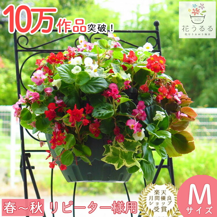 ベゴニア 花の鉢植え ベゴニアのハンギング 寄せ植え [カラフルMIX(シンプル]から晩秋に開花(セット ギフト 花 鉢 寄植え 鉢植え 壁掛け ハンギングバスケット 通販 プレゼント おしゃれ 珍しい 送料無料 苗 玄関 お花 フラワーギフト 母 誕生日 完成品 花苗 プランター