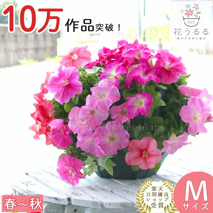 ペチュニアのハンギング 寄せ植え スイートピンク(シンプル](セット ギフト 花 鉢 寄植え 鉢植え 壁掛け ハンギングバスケット 春 夏 ベランダ プレゼント おしゃれ 珍しい 送料無料 苗 玄関 ガーデニング お花 フラワーギフト 母 誕生日 完成品 花苗 義母 祖母 プランターのサムネイル