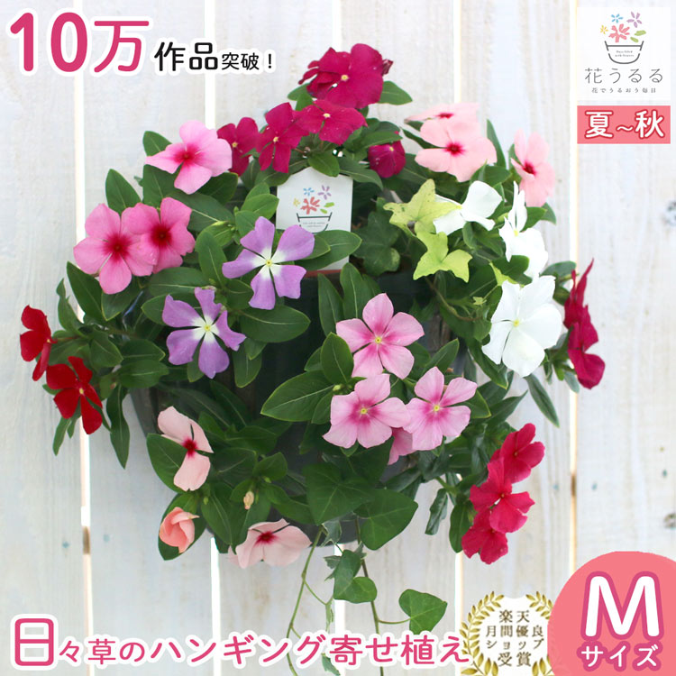 ֤  ͵No1ϥ󥮥 󤻿 ˥˥ [եMIX](ץ10) ӥ  ŷ      ...