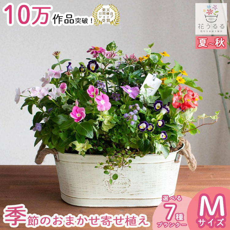 【ブリキ プランター 寄せ植え】花うるる おまかせアレンジ[横長] (玄関 春 夏 セット ギフト 花 フラワーギフト プレゼント 完成品 鉢植え お花 誕生日 女性 友人 母 妻 義母 祖母 ガーデニング 引っ越し祝い 新築祝い 内祝い 記念日 開店祝い アレンジメント おしゃれ 鉢のサムネイル