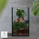 観葉植物 【テラリウム スクエア トール】(ガラス ケース インテリア 完成品 観葉植物 モダン アクアリウム おしゃれ 小さい リビング 水槽 開店祝い 新築...