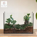 観葉植物 【テラリウム レクタングル】(ガジュマル×3)(ガラス ケース インテリア 完成品 観葉植物 モダン アクアリウム おしゃれ 小さい リビング 水槽 ...