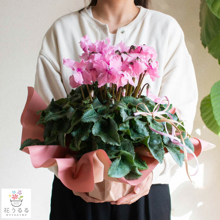 ＼芳香タイプ／冬 鉢植え「シクラメン ファルバラローズ」ハリオス 5号鉢 高さ35〜40cm（香り ロココ ギフト 品種 鉢 鉢植え 鉢花 底面給水 冬 フラワー ガーデニング 贈り物 誕生日 クリスマス Xmas Christmas 豪華 エレガント 完成品 オシャレのサムネイル