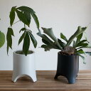 \数量限定/コウモリラン パキラ 鉢植え(受け皿付き)【ラルゴ】 (ミュールミル 観葉植物 耐陰性 初心者向け 開店祝い 店舗 オフィス 室内 エキゾチックプランツ 発財樹 風水 インテリア 完成品 本物 玄関 おしゃれ 植物 セット 贈り物 誕生日 ギフト 新築祝い
