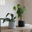 \数量限定/コウモリラン パキラ 鉢植え(受け皿付き)【アロシリンダー】 (ミュールミル 観葉植物 耐陰性 初心者向け 開店祝い 店舗 オフィス 室内 エキゾチックプランツ 発財樹 風水 インテリア 完成品 本物 玄関 おしゃれ 植物 セット 贈り物 誕生日 ギフト 新築祝い