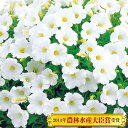 手間要らずで「ギュギュ」っと花が密に咲く! タキイ育成・多花性小輪咲きペチュニア 一重咲き「ギュギュ ピュアホワイト」9cmポット苗(ペチュニア 苗 セット ガ...