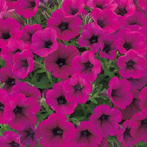 手間要らずで「ギュギュ」っと花が密に咲く! タキイ育成・多花性小輪咲きペチュニア 一重咲き「ギュギュ パープル」9cmポット苗（ペチュニア 苗 セット ガーデニング サフィニア ガーデニング 鉢植え 玄関 花苗 寄せ植え ハンギングバスケット 種類のサムネイル