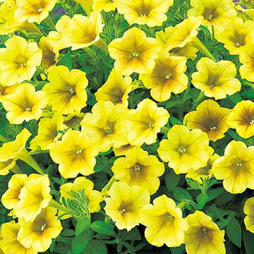 手間要らずで「ギュギュ」っと花が密に咲く! タキイ育成・多花性小輪咲きペチュニア 一重咲き「ギュギュ ハニー」9cmポット苗（ペチュニア 苗 セット ガーデニング サフィニア ガーデニング 鉢植え 玄関 花苗 寄せ植え ハンギングバスケット 種類のサムネイル