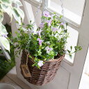 \猛暑でも育つ/ 花うるる 寄せ植え【這性トレニア 吊りかごアレンジ】(カタリーナ ポッシュリビング スーパートレニア 栄養系 寄せ植え 夏ギフト お中元 サマ...