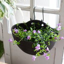 \2個以上で送料無料/花うるる 寄せ植え【這性トレニア (壁掛けプラ鉢)】(スーパートレニア 栄養系 寄せ植え 夏ギフト お中元 サマーギフト フラワー ギフト...