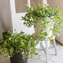 \猛暑でも育つ/ 花うるる 寄せ植え 縦長プランター【這性トレニア ピンクリバー×ブルーリバー】(カタリーナ スーパートレニア 栄養系 寄せ植え 夏ギフト お中...