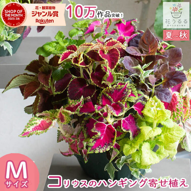 ＼炎天下でも元気／花うるる ハンギング 寄せ植え[コリウス MIX(シンプル] (一年草 カラーリーフ 苗 寄植え ハンギングバスケット 夏 秋 屋外 玄関 おしゃれ ギフト ガーデニング セット 誕生日 限定 新築祝い プレゼント 鉢植え 珍しい 完成品 花 鉢植え 観葉植物 葉のサムネイル
