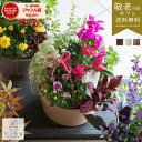 \本日9/12(金)13時締切/まだ間に合う敬老の日/ 花うるる 寄せ植え【おまかせアレンジ inコージーバスケットM】(玄関 セット ギフト 花 フラワーギフト プレゼント 完成品 鉢植え 誕生日 敬老の日 鉢 苗 女性 母 義母 祖母 新築祝い アレンジメント おしゃれ 開店祝い 秋
