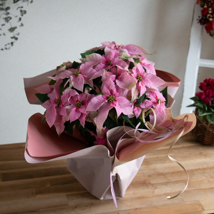 ＼ラッピング無料キャンペーン中／プリンセチア 鉢植え「スノーピンク 5号鉢」送料無料 クリスマス Xmas 鉢 苗 ギフト クリスマス 飾り オーナメント 御歳暮 ポインセチヤ お歳暮 鉢 大 プレゼント クリスマスリース 誕生日 12月 11月 フラワーギフト おしゃれ 生花