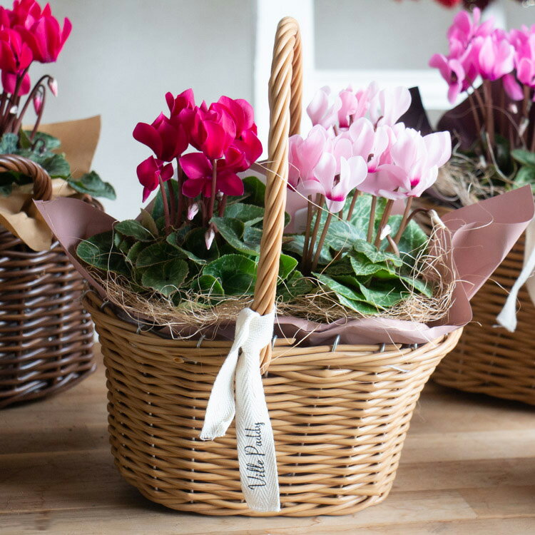 【楽天スーパーセール★エントリー3商品購入でP10倍】即日配送可 ＼植え替え自由／【ガーデンシクラメ ...