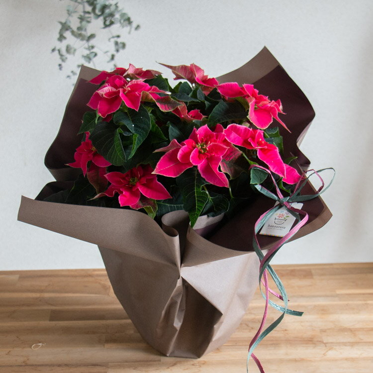 ＼ラッピング無料キャンペーン中／プリンセチア 鉢植え「ローザ 5号鉢」送料無料 クリスマス Xmas 鉢 苗 ギフト クリスマス 飾り オーナメント 御歳暮 ポインセチヤ お歳暮 鉢 大 プレゼント クリスマスリース 誕生日 12月 11月 フラワーギフト おしゃれ 生花