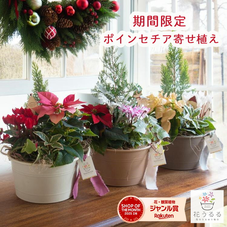 ＼期間限定／クリスマス ポインセチア入り 寄せ植え「Winter Rose 2025 」(※真冬は室内鑑賞) コージーバスケットM 室内 Xmas コニファー ツリー 飾り 冬 ギフト プレゼント お歳暮 フラワーギフト 玄関 誕生日 プレゼント 花 おしゃれ 冬 鉢植え フラワー ギフト 生花