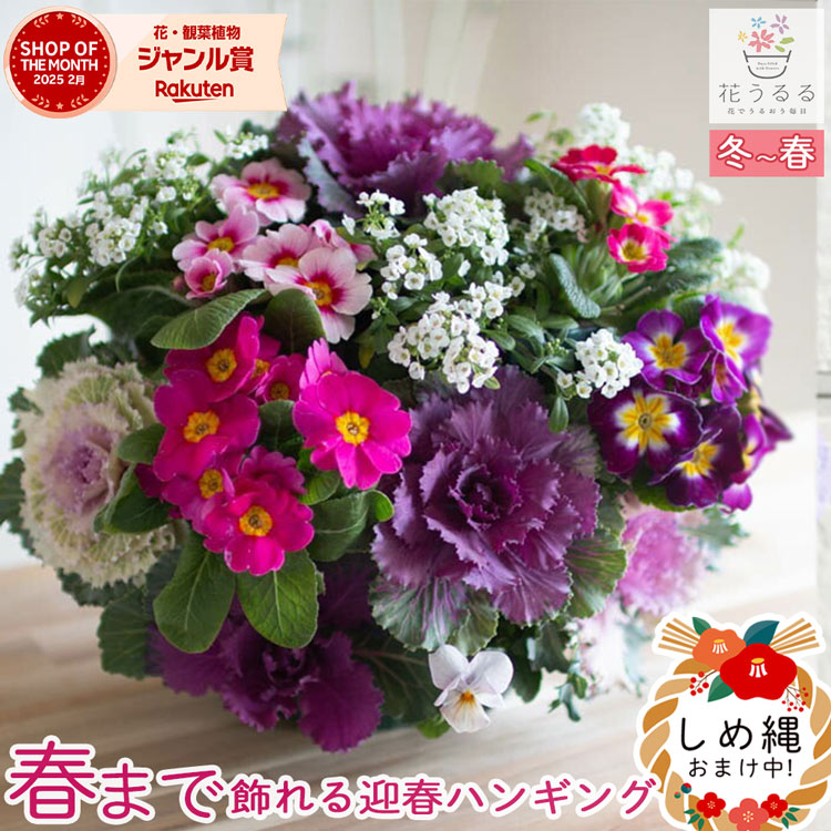 お正月飾り 葉ボタンのハンギングバスケット寄せ植え[紅(べに]Mサイズ│葉牡丹 ビオラ 正月 しめ縄 しめ飾り しめ縄飾り 屋外 おしゃれ 正月飾り 洋風 玄関 ハボタン 商売繁盛 リース モダン 鉢 冬 バスケット 生花 フラワーギフト パンジー 販売 ブラックフライデー 2025のサムネイル