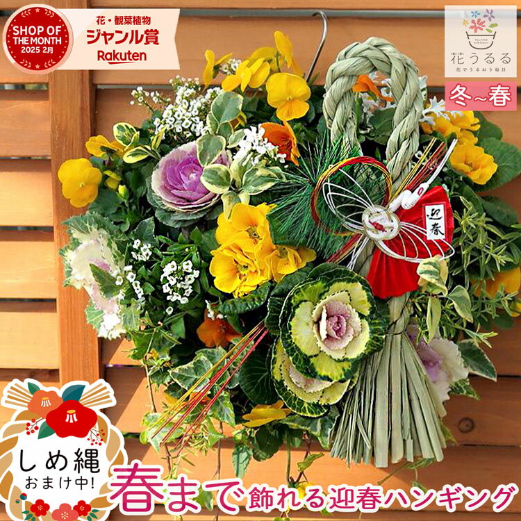 お正月飾り 葉ボタンのハンギングバスケット寄せ植え[黄-DX] Mサイズ│葉牡丹 ビオラ 正月 しめ縄 しめ飾り しめ縄飾り 屋外 おしゃれ 正月飾り 洋風 玄関 ハボタン 商売繁盛 リース モダン 鉢 冬 バスケット 生花 フラワーギフト パンジー 販売 ブラックフライデー 2025