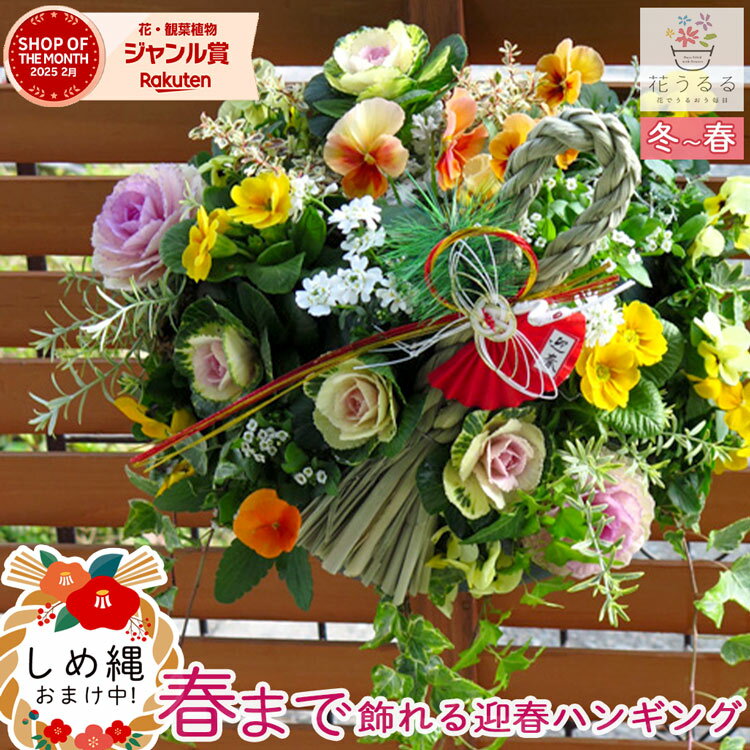 お正月飾り 葉ボタンのハンギングバスケット寄せ植え[黄プレミアム]Lサイズ│葉牡丹 ビオラ 正月 しめ縄 しめ飾り しめ縄飾り 屋外 おしゃれ 正月飾り 洋風 玄関 ハボタン 商売繁盛 モダン 鉢 冬 バスケット 生花 フラワーギフト パンジー 販売 ブラックフライデー 2025