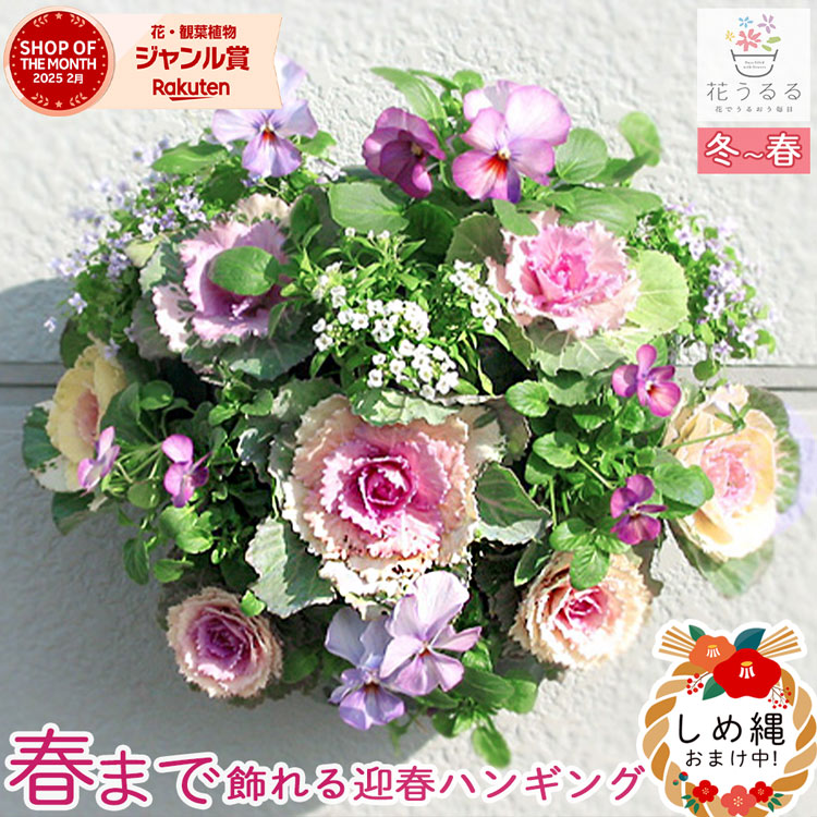 お正月飾り 葉ボタンのハンギングバスケット寄せ植え[桃] Mサイズ│葉牡丹 ビオラ 正月 しめ縄 しめ飾り しめ縄飾り 屋外 おしゃれ 正月飾り 洋風 玄関 ハボタン 商売繁盛 リース モダン 鉢 冬 バスケット 生花 フラワーギフト パンジー 販売 ブラックフライデー 2025