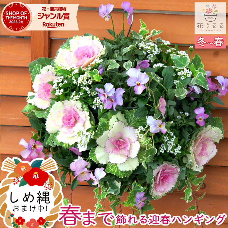 お正月飾り 葉ボタンのハンギングバスケット寄せ植え[桃-DX] Mサイズ│葉牡丹 ビオラ 正月 しめ縄 しめ飾り しめ縄飾り 屋外 おしゃれ 正月飾り 洋風 玄関 ハボタン 商売繁盛 リース モダン 鉢 冬 バスケット 生花 フラワーギフト パンジー 販売 ブラックフライデー 2025