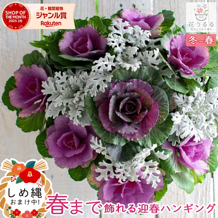 お正月飾り 葉ボタンのハンギングバスケット寄せ植え[サザンクロス]Mサイズ│葉牡丹 ビオラ 正月 しめ縄 しめ飾り しめ縄飾り 屋外 おしゃれ 正月飾り 洋風 玄関 ハボタン 商売繁盛 鉢 冬 バスケット 生花 フラワーギフト パンジー 販売 ブラックフライデー 2025