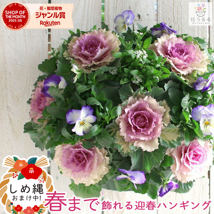 お正月飾り 葉ボタンのハンギングバスケット寄せ植え[空(そら] Mサイズ│葉牡丹 ビオラ 正月 しめ縄 しめ飾り しめ縄飾り 屋外 おしゃれ 正月飾り 洋風 玄関 ハボタン 商売繁盛 リース モダン 鉢 冬 バスケット 生花 フラワーギフト パンジー 販売 ブラックフライデー 2025