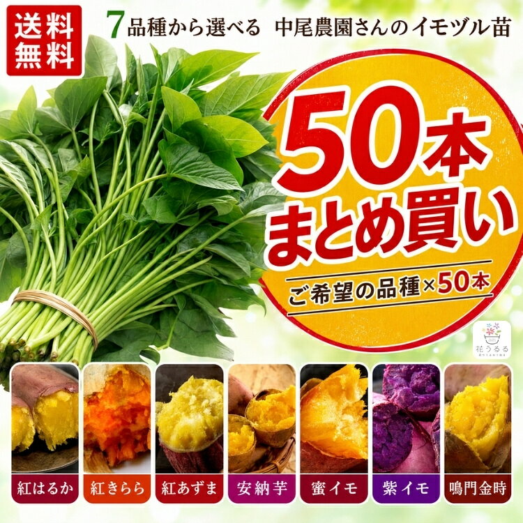 楽天市場】紅はるか 苗 50の通販
