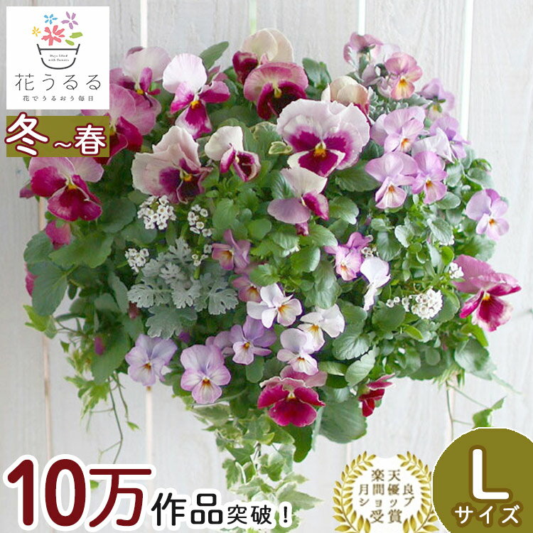パンジー＆ビオラのハンギングバスケット 寄せ植え [いちごプレミアム] Lサイズ| 玄関 フラワーギフト 誕生日 プレゼント 女性 花 結婚記念日 おしゃれ 新築祝い 秋冬 鉢植え 鉢花 ガーデニング フラワー バスケット 屋外 ギフト 寄植え 秋の花 生花 セット 苗 秋冬のサムネイル