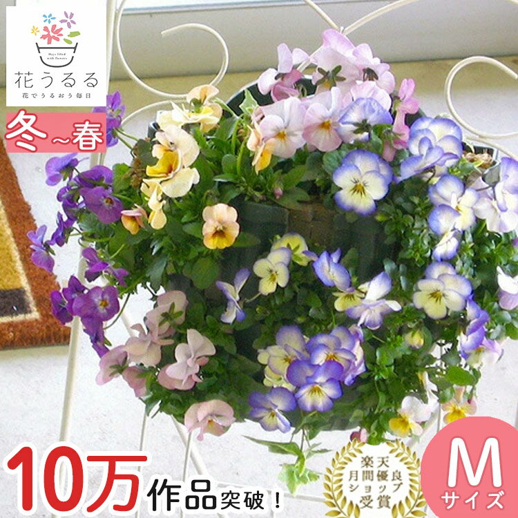 ＼最終売り尽くし／ビオラのハンギングバスケット寄せ植え [クリスタル] シンプル | 寄せ植え 玄関 フラワーギフト 誕生日 プレゼント 女性 花 結婚記念日 おしゃれ 新築祝い 合格祝い 退職祝い 秋冬 鉢植え 鉢花 フラワー バスケット 屋外 ギフト 寄植え 秋の花 生花