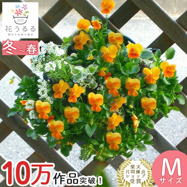 ＼最終売り尽くし／ビオラのハンギングバスケット 寄せ植え [オレンジ] Mサイズ シンプル | 玄関 フラワーギフト 誕生日 プレゼント 女性 母 花 おしゃれ 新築祝い 合格祝い 退職祝い 春 鉢植え 鉢花 フラワー 屋外 ギフト 寄植え 生花 鉢 贈り物 3月 卒業祝い