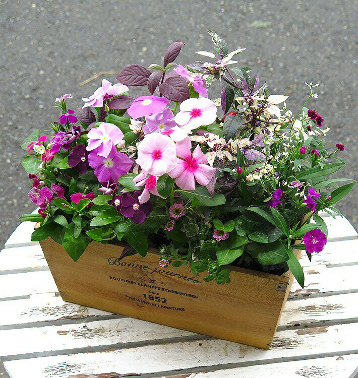 【送料無料】ナチュラルな風合いのウッドプランターの寄せ植え 「花うるるおまかせアレンジinウッドBOX」（寄せ植え/春/夏/秋/冬/玄関/ベランダ ガーデニング/誕生日プレゼント/新築祝いなど）