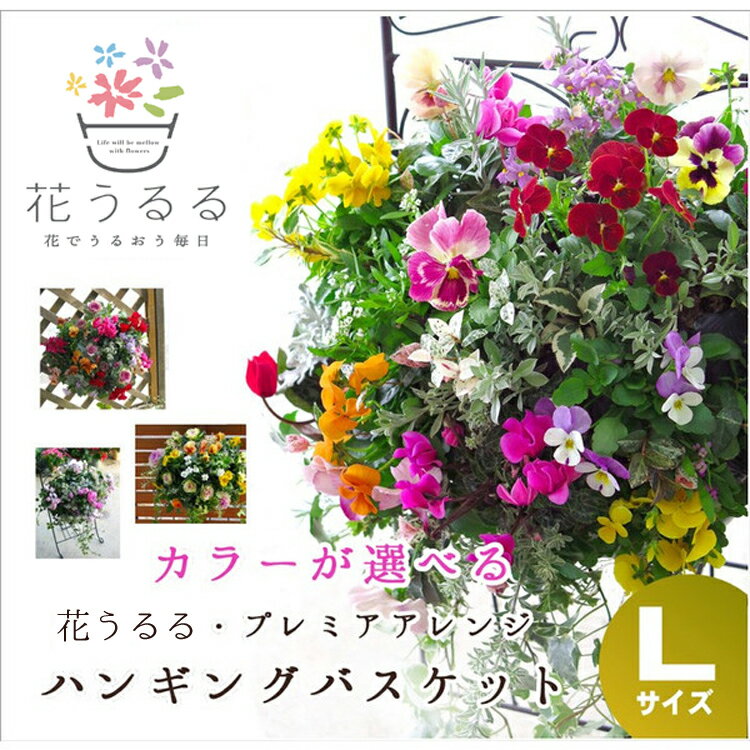 【送料無料】花うるる特製アレンジ・おまかせハンギングバスケット〜Lサイズ（開花期：11月から4...