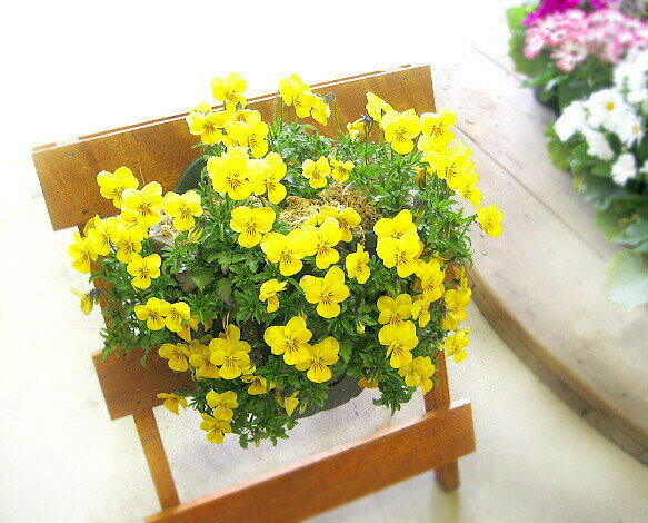 [送料無料] ビオラのハンギングバスケット寄せ植え「オールイエロー」 (シンプル)開花期：今から初夏まで(ハンギング/寄せ植え 秋/ ギフト/花/フラワー/誕生日 プレゼント寄植え/ガーデニング/フェンス/プランター