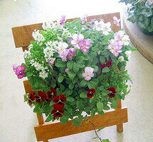 [送料無料] ビオラのハンギングバスケット寄せ植え「レッド グラデーション」(シンプル)開花期：今から初夏まで(ハンギング/寄せ植え 秋/ 春/冬/セット/ギフト/花/フラワー寄植え/ガーデニング/フェンス/プランターのサムネイル