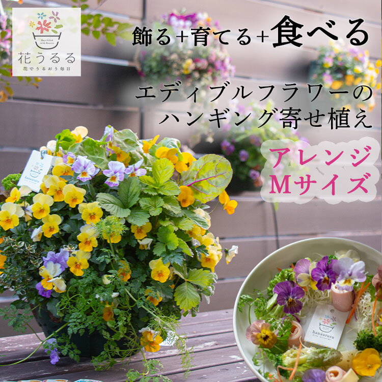 ＼最終売り尽くし／＼食べれる寄せ植え／エディブルフラワー[ビオラとキッチンハーブのハンギングバスケット] Mサイズアレンジ | 栽培 ハーブ 食用花 玄関 フラワーギフト 家庭菜園 栽培キット 誕生日プレゼント 女性 母 花 春 食用 業務用 苗 屋外 ギフト 料理 食用 飾り