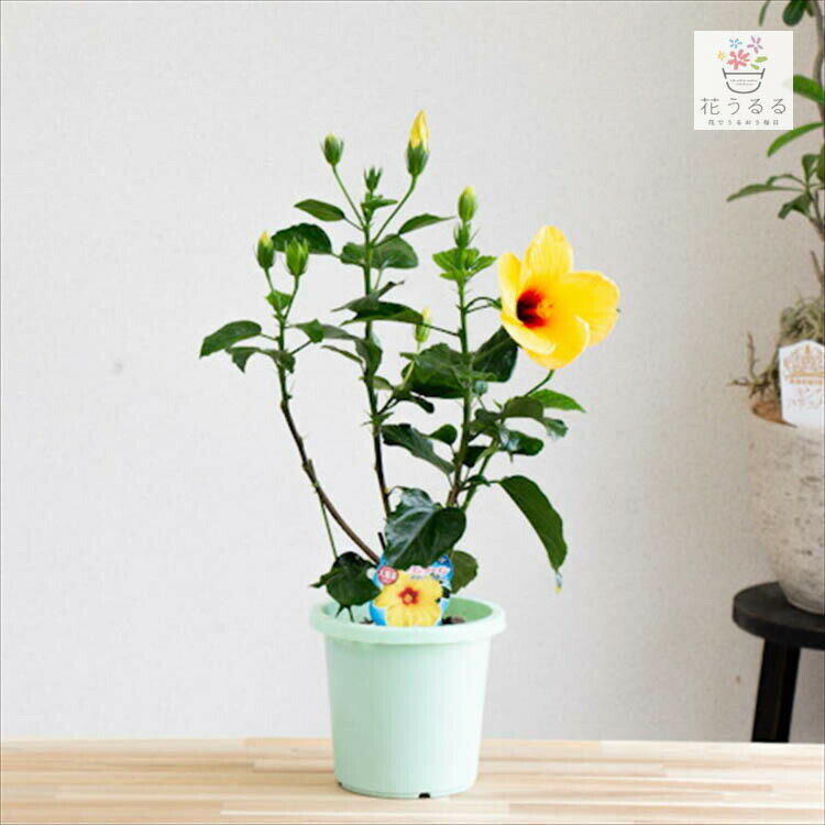＼売り尽くし／ハイビスカス鉢植え[ツタンカーメン](5号鉢/高さ約40〜50cm) ( サマー ギフト プレゼント 鉢植え お中元 誕生日 結婚祝い 花鉢 開業祝い 髪飾り ハイビスカス苗 花 屋外 苗 鉢植え ハイビスカスの花 飾り 鉢 ハイビスカス 鉢花のサムネイル