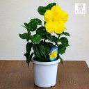 ハイビスカス 大輪 鉢植え[ゴールデンカラー] (5号鉢・高さ約40〜50cm) (サマー ギフト/プレゼント/鉢植え/お中元/誕生日/結婚祝い/カード付きOK/花鉢/開業祝い/髪飾り