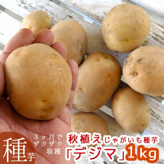 ＼マツコの知らない世界で特集／春植えじゃがいも 種イモ「デジマ 1kg」(長崎県産) [検査合格済] 種 ばれいしょ ジャガイモ 種イモ 家庭菜園 苗 夏 じゃがいも じゃが芋 種芋 種いも いも 芋 馬鈴薯 マツコの知らない世界