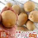 ＼マツコの知らない世界で特集／春植えじゃがいも 種イモ「デジマ 1kg」(長崎県産) [検査合格済] 種 ばれいしょ ジャガイモ 種イモ 家庭菜園 苗 夏 じゃがいも じゃが芋 種芋 種いも いも 芋 馬鈴薯 マツコの知らない世界