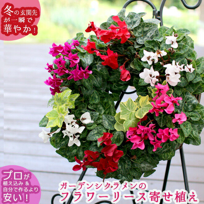【ガーデンシクラメンのハンギング*リング】花うるるロングセラーの人気リース型寄せ植え(冬 春までの寄せ植え セット ギフト 通販 クリスマス プレゼントのサムネイル