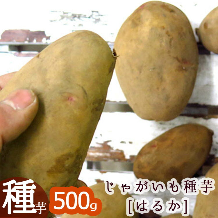 ＼マツコの知らない世界で特集／【じゃがいも 種芋 種イモ】 「はるか 500g」北海道産 [検査合格済] 種 ばれいしょ ジャガイモ 種イモ 家庭菜園 苗 夏 じゃがいも 春植え じゃが芋 種芋 種いも いも 芋 馬鈴薯 マツコの知らないじゃがいもの世界