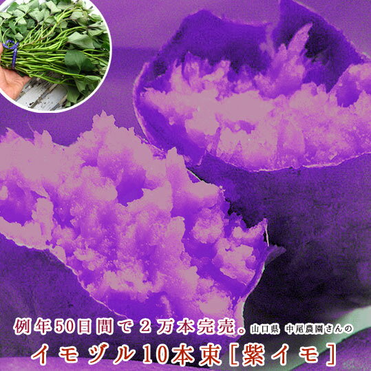 サツマイモ 苗 販売【紫イモ苗(イモ