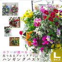 【送料無料】花うるる おまかせハンギング 寄せ植え Lサイズ(11月から5月まで開花) (セット ギフト 花 鉢 寄植え 鉢植え 壁掛け ハンギングバスケット 通販 プレゼント 花ギフト おしゃれ 珍しい 苗 玄関 お花 フラワーギフト 誕生日 完成品 花苗 プランター