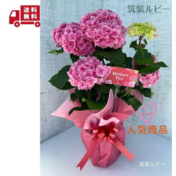 紫陽花 万華鏡 【母の日プレゼント】母の日　母の日ギフト◇アジサイ（紫陽花）◇【ラッピング付】【送料無料】万華鏡 筑紫ルビー　ひな祭り　アメジストレボリューション　ダンスパーティー　あかね雲　5号鉢